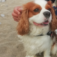 Femnina di cavalier king per fidanzamento urgent