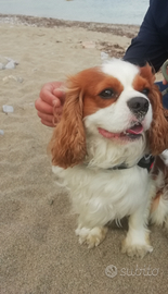 Femnina di cavalier king per fidanzamento urgent