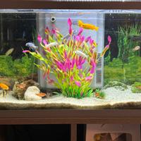 Acquario completo