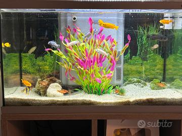 Acquario completo
