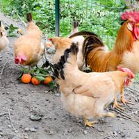 Gallina Bionda Piemontese