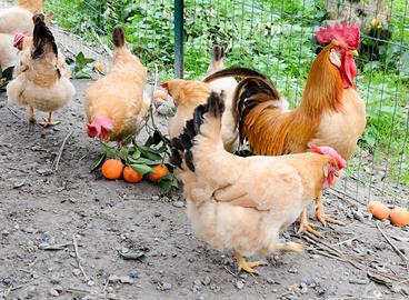 Gallina Bionda Piemontese