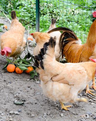 Gallina Bionda Piemontese