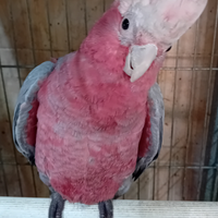 Pappagallo Cacatua rosa
