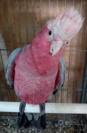 Pappagallo Cacatua rosa