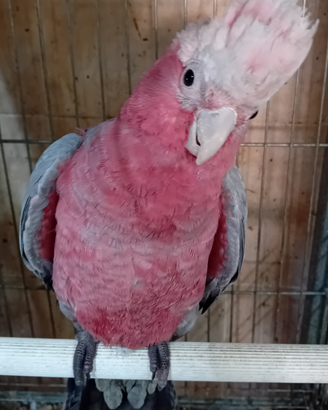 Pappagallo Cacatua rosa