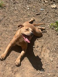 Amstaff