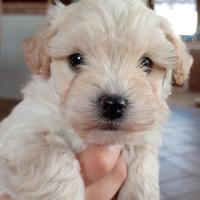 Maltipoo