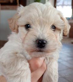 Maltipoo