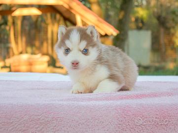 Cucciola di Husky PEDIGREE ENCI