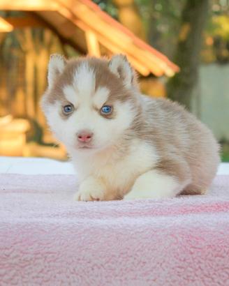 Cucciola di Husky PEDIGREE ENCI