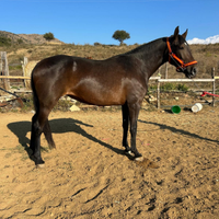 Cavalla