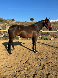 Cavalla