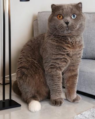 Scottish Fold impari