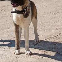 Akita americano femmina