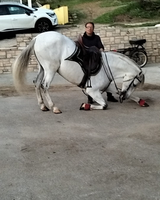 Andaluso