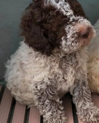 Cuccioli lagotto pedigree Roi da Tartufo