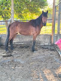Pony