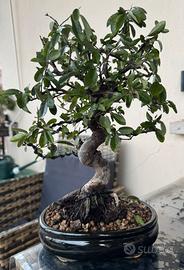 Bonsai Pyracantha