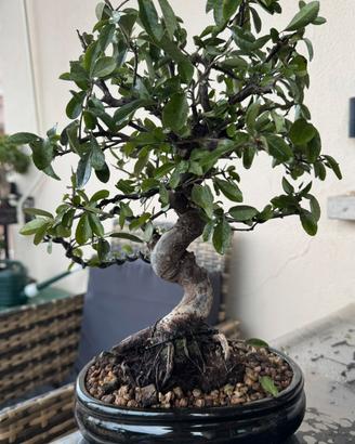 Bonsai Pyracantha