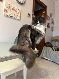 Gatta Maine Coon