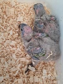 Lory arcobaleno pulli