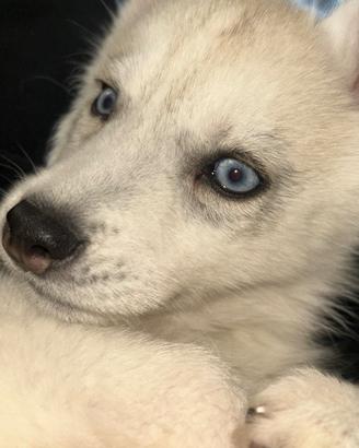 Cucciola husky siberian