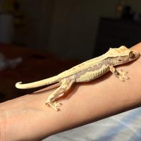 Ciliatus Lilly white