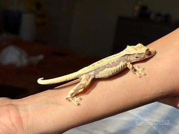 Ciliatus Lilly white