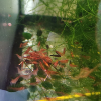 Caridine Red cherry gamberetti