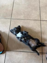 chihuahua femmina 
