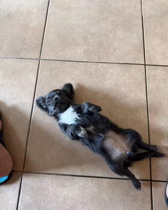 chihuahua femmina 