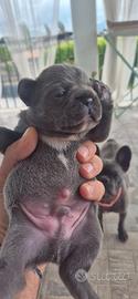 Bulldog Francese Grigio/Blu