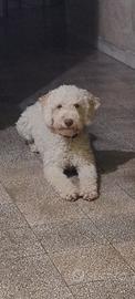 Lagotto romagnolo 