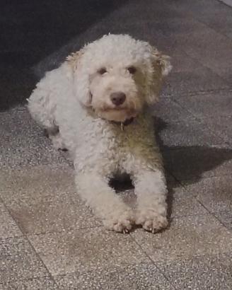 Lagotto romagnolo 