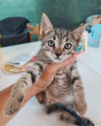 Cuoccioli gatti