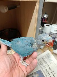 Animali uccelli