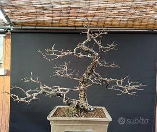 Bonsai quercia roverella (VENDUTO)