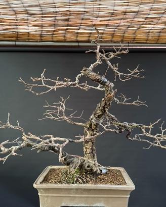Bonsai quercia roverella (VENDUTO)