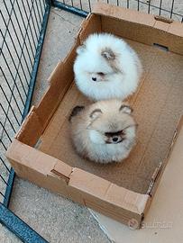 Spitz POMERANIA pedigree ENCI