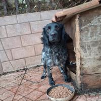 Springer Spaniel maschio 2 anni microchippato