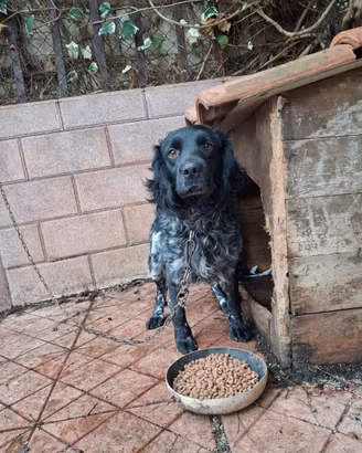 Springer Spaniel maschio 2 anni microchippato
