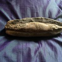 Fossile di pesce Rhacalepis buccalis del Cretaceo