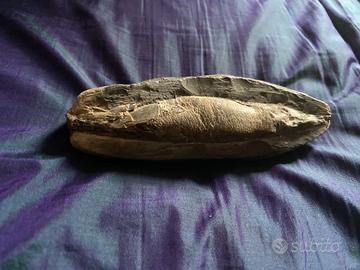 Fossile di pesce Rhacalepis buccalis del Cretaceo