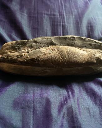 Fossile di pesce Rhacalepis buccalis del Cretaceo