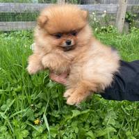 Cuccioli di spitz pomerania masdchietti femminucce