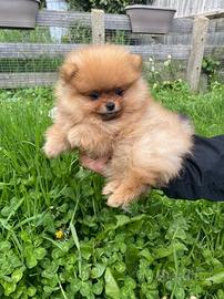 Cuccioli di spitz pomerania masdchietti femminucce