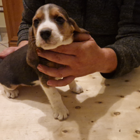 Disponibili cuccioli di Beagle