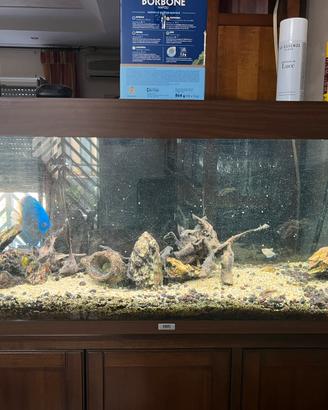 Acquario