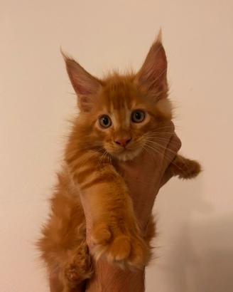 Cuccioli Maine Coon maschi